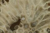 Free-Standing, Petoskey Stone (Fossil Coral) Section - Michigan #160264-1